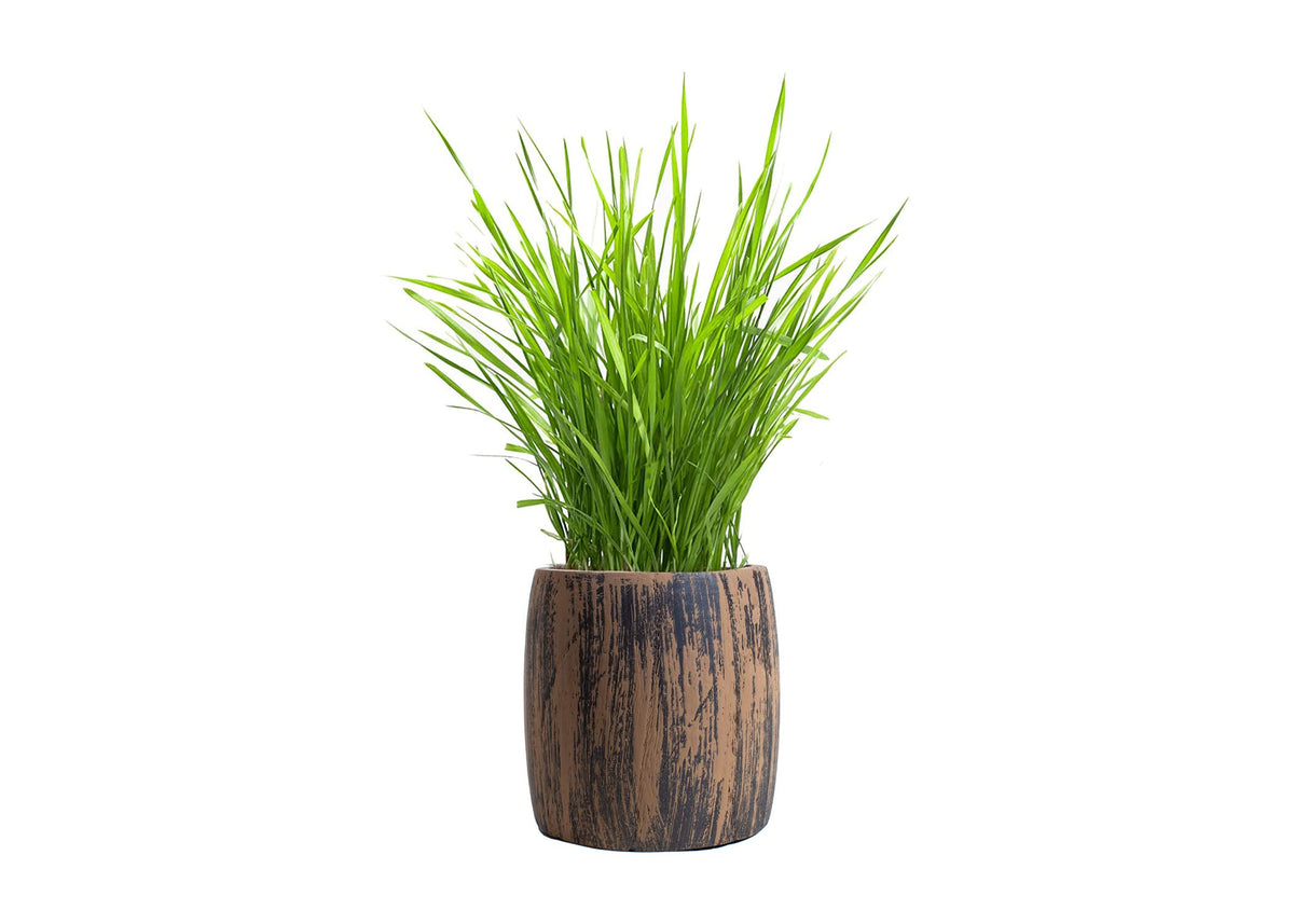 Cat Grass Kit Organic Seed & Soil for 4 Plantings T81136