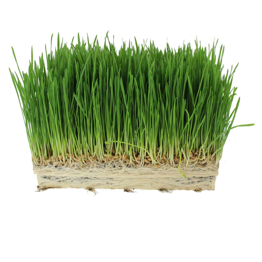 Organic Cat Grass Seed Blend 12 oz G308718