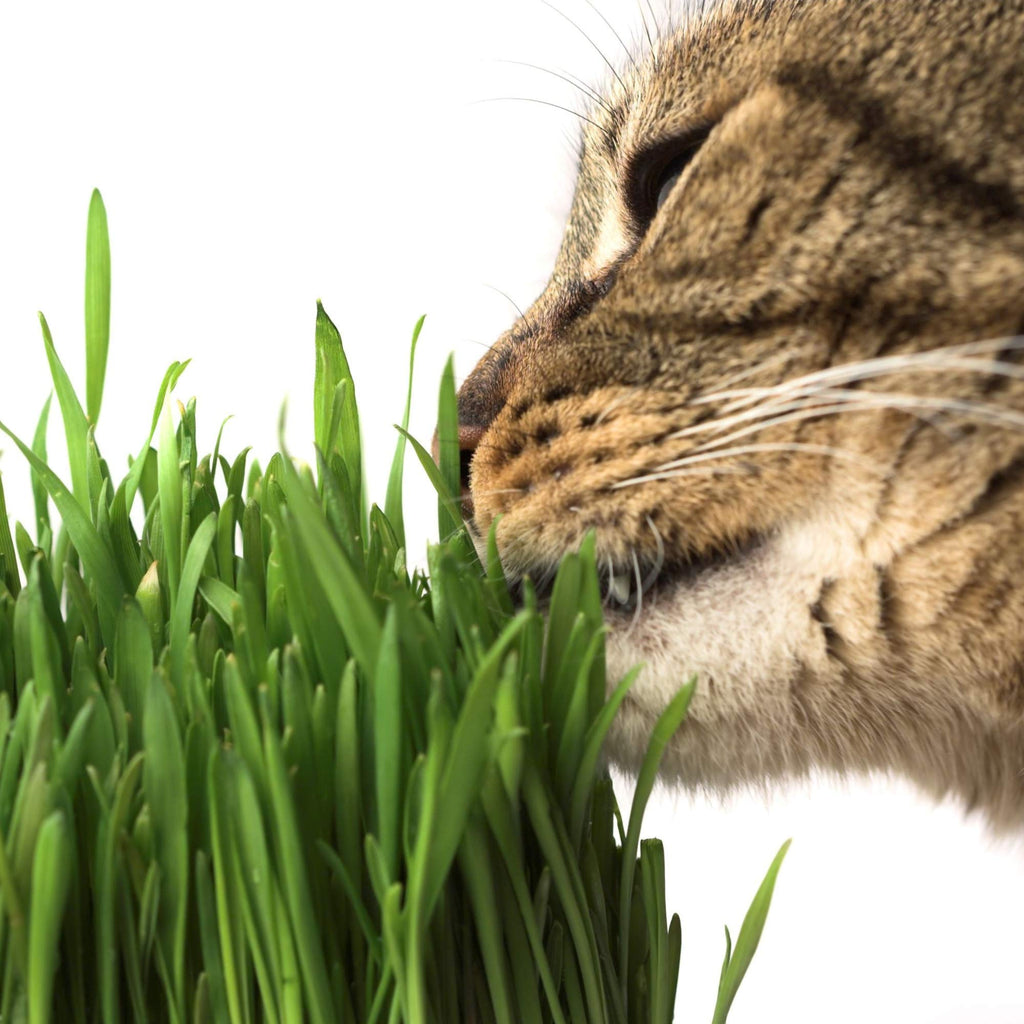 Organic Cat Grass Seed Blend 12 oz G308718